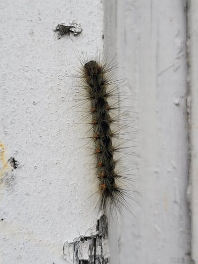 A photograph of a fall webworm caterpillar uploaded by a user in Sydney, N.S., on iNaturalist. <a href="https://www.inaturalist.org/photos/312672658" rel="nofollow noopener" target="_blank" data-ylk="slk:(Sarah Smith/iNaturalist);elm:context_link;itc:0" class="link ">(Sarah Smith/iNaturalist)</a>, <a href="http://creativecommons.org/licenses/by/4.0/" rel="nofollow noopener" target="_blank" data-ylk="slk:CC BY;elm:context_link;itc:0" class="link ">CC BY</a>