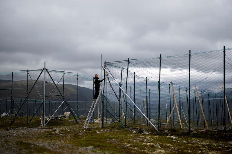 The Wider Image: Norway gives Arctic foxes a helping hand amid climate woes