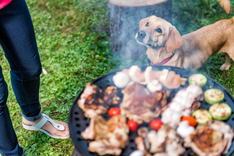 Dog standing close to barbecue and looking up to owner