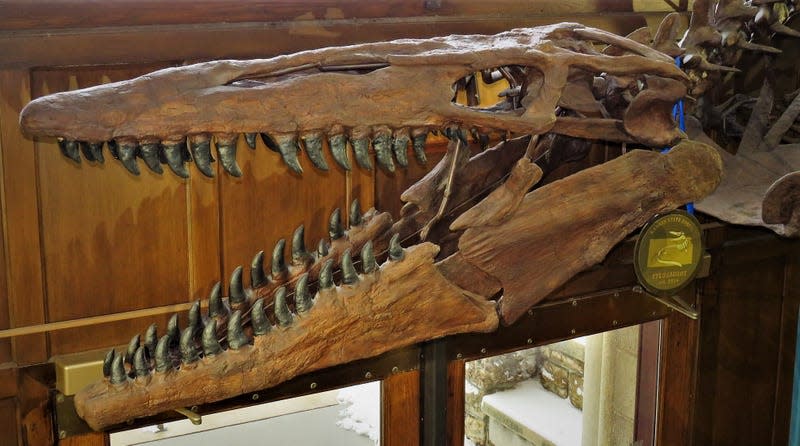 Cast of a mosasaur skull housed at the Natural History Museum of the University of Kansas.