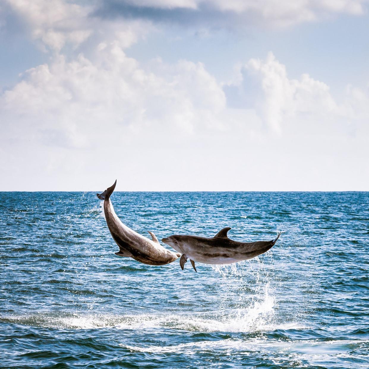 Two dolphins leaping into the air in the Bay of Islands, off New Zealand's Northland coast. - Getty Images Contributor