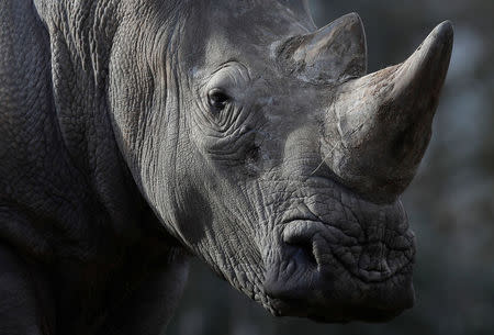 White rhinoceros Bruno is seen in his enclosure at Thoiry zoo and wildlife park, about 50 km (30 miles) west of Paris, France, March 7, 2017. REUTERS/Christian Hartmann