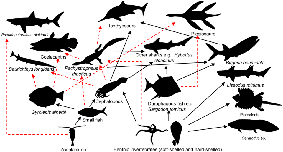 Rhaetian (205 million years ago) food web of the Bristol archipelago containing Pachystropheus rhaeticus. The arrows indicate who eats who - red and black means inferred, and blue arrows are based on based upon ecology and fossil associations observed during this study. Image credit: Jacob Quinn.