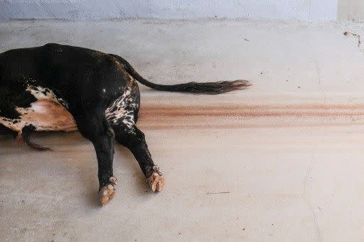 Las fotos que nadie enseña de San Fermín: esto es lo que ocurre tras la muerte de un toro