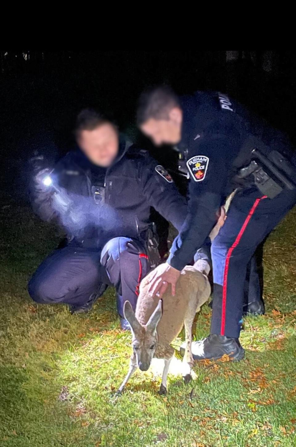 Police officers holding onto the escaped kangaroo.