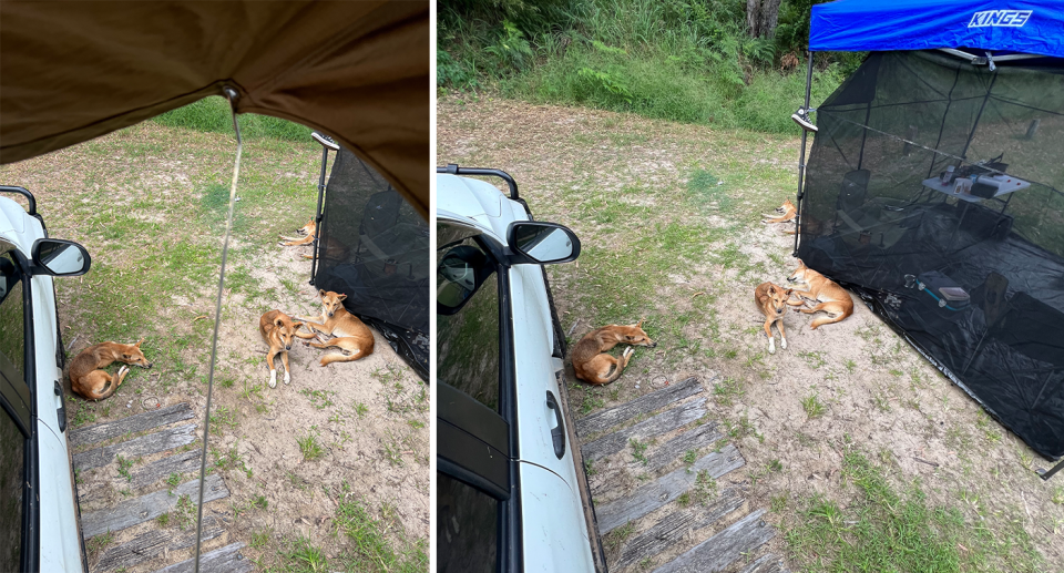 The dingoes lying between a man's car and his tent on K'gari. Source: Supplied 