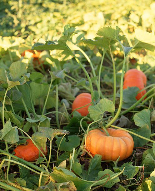 pumpkins in a pumpkin patch