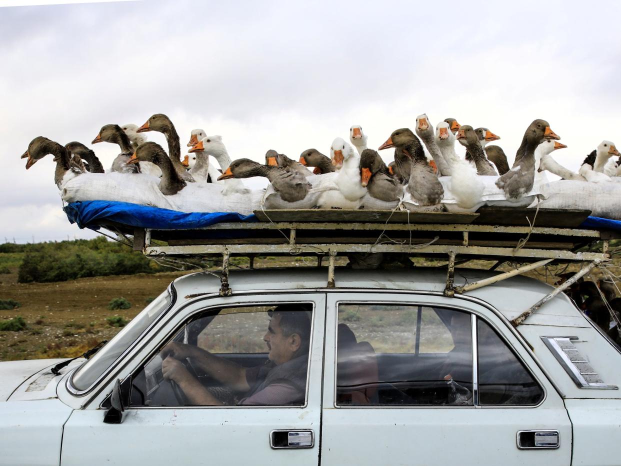 A man carries geese on top of his car as he drives on a highway that leads to the city of Ganja, Azerbaijan October 21, 2020.