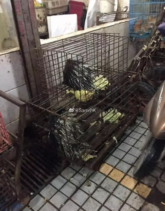 The cages are not lined and you can imagine what happens when the porcupine on top poops.