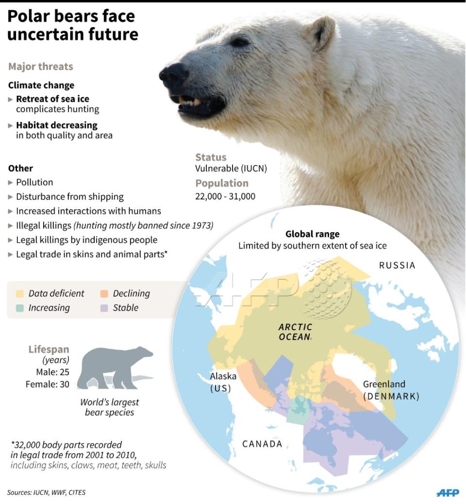 Graph detailing polar bears' uncertain future. Source: AFP
