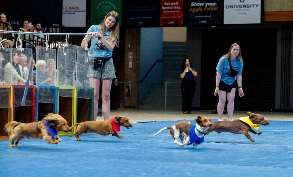 Dachshunds leap out of the gate during the Doxie Derby at UC Davis’ Picnic Day activities Saturday. The derby is hosted by the UC Davis School of Veterinary Medicine.