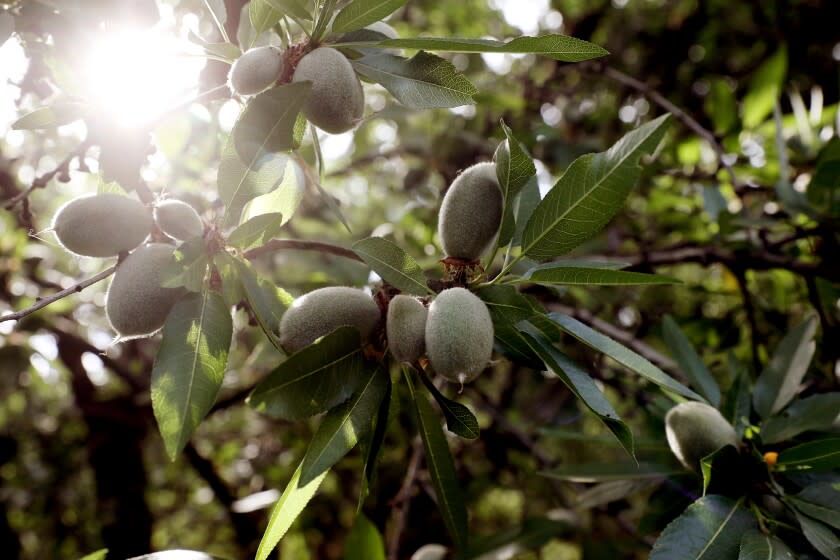 GOSHEN, CA - APRIL 21: Eight-year-old trees grow almonds in a field owned by Dino Giacomazzi, 52, a fourth generation farmer over 128-years of family history in the Central Valley, on Wednesday, April 21, 2021 in Goshen, CA. A deepening drought and new regulations are causing some California growers to consider an end to farming. (Gary Coronado / Los Angeles Times)