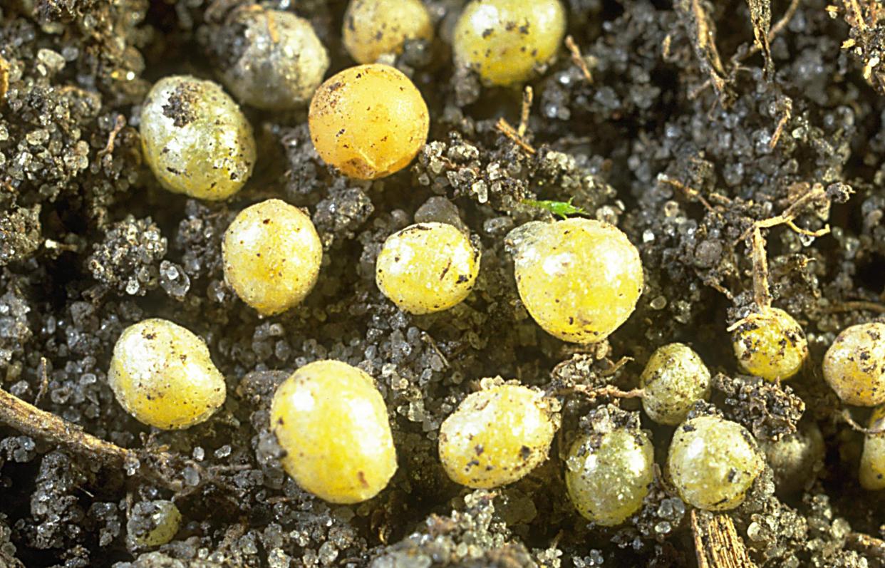 Ground pearl cysts found in Myrtle Beach, South Carolina.