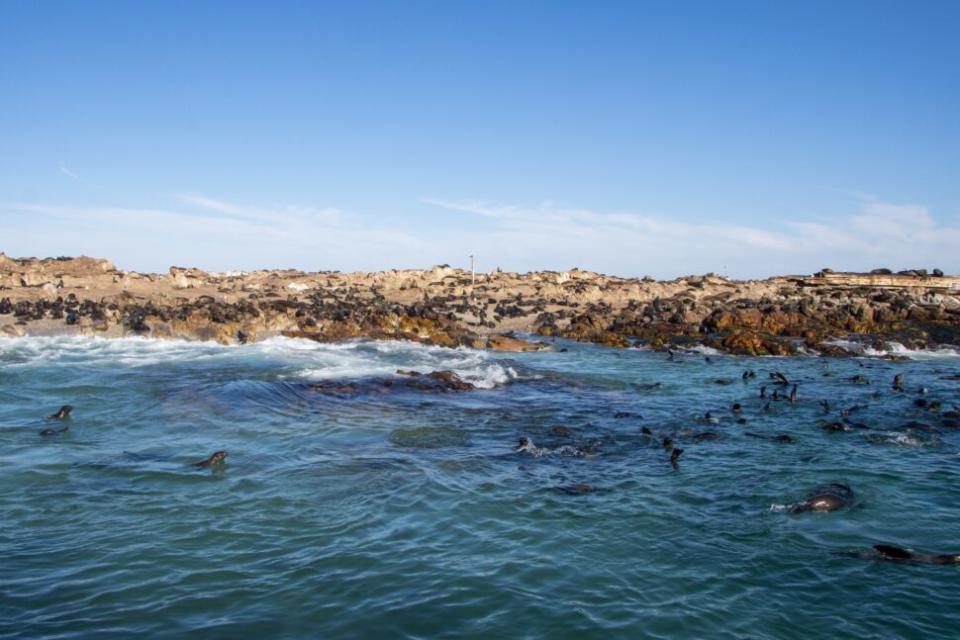 Gansbaai, South Africa