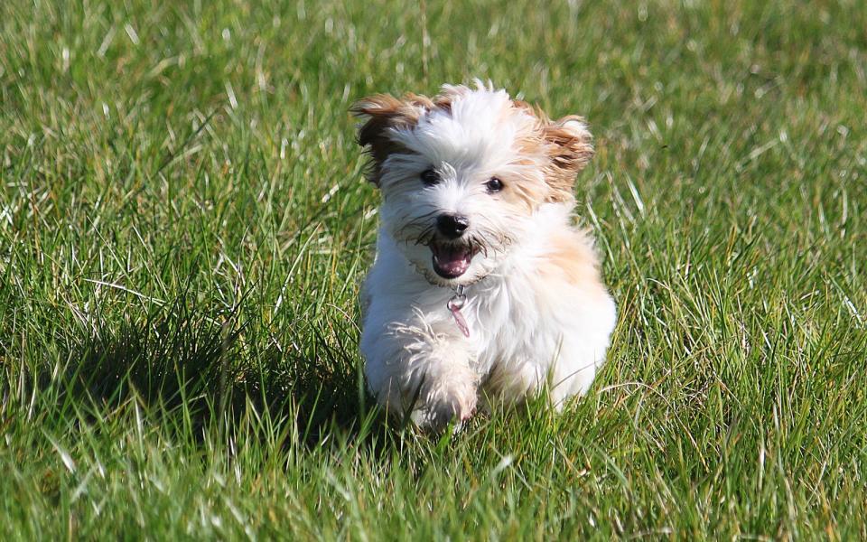 Platz  10: Havanese