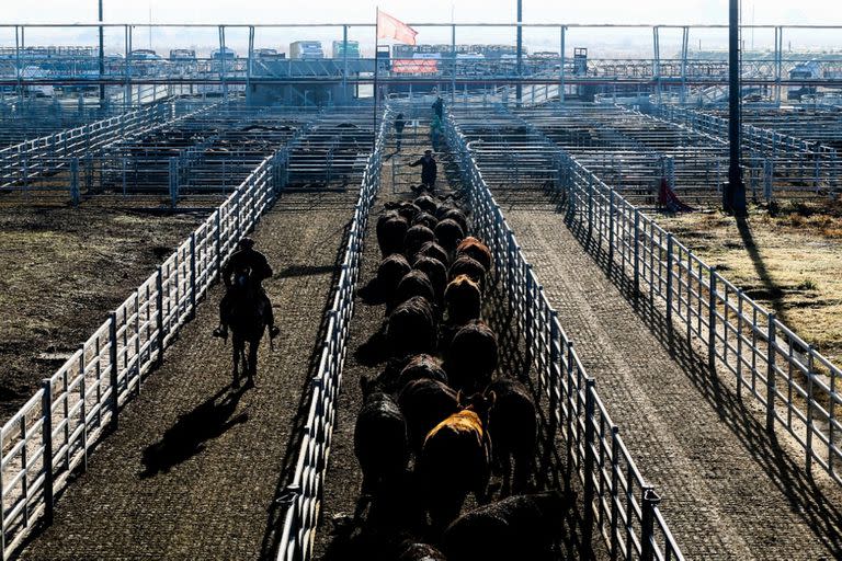 El nuevo Mercado de Hacienda que comienza a funcionar en la localidad de Cañuelas