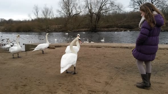 Mystery as 20 swans die in same stretch of UK river