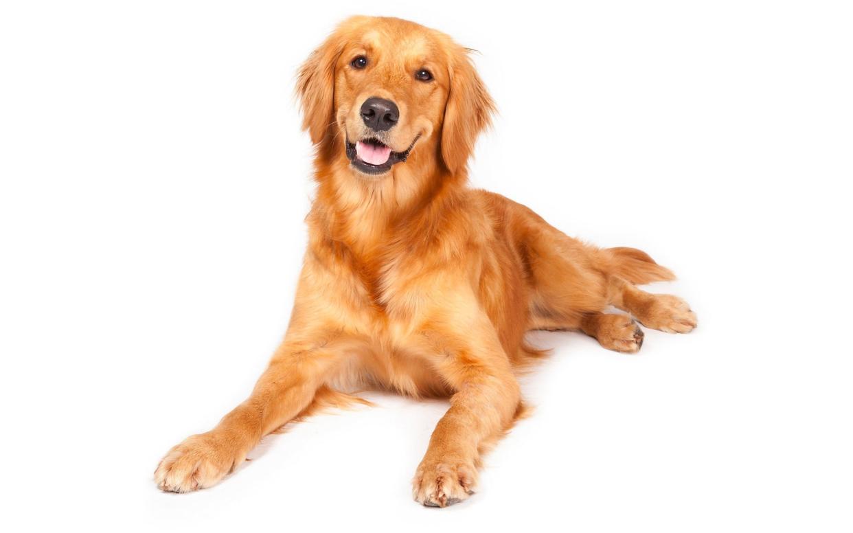 Owners of Golden Retrievers had 26 per cent reduced chance of early death - Moment RF