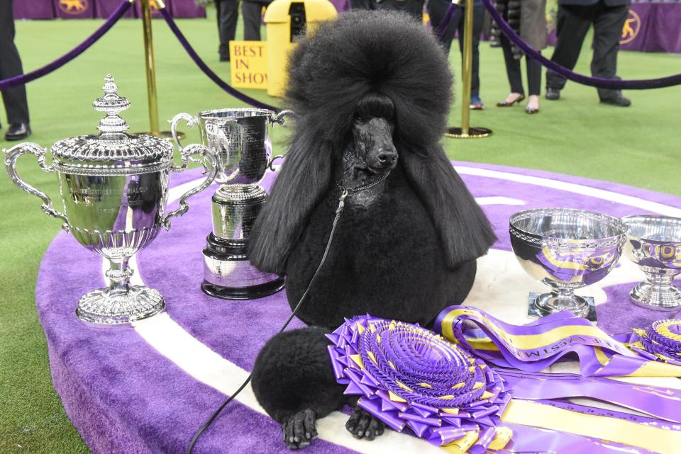 Standard poodle "Siba" sits in the winner's circle after winning Best in Show during the annual Westminster Kennel Club dog show on February 11, 2020,