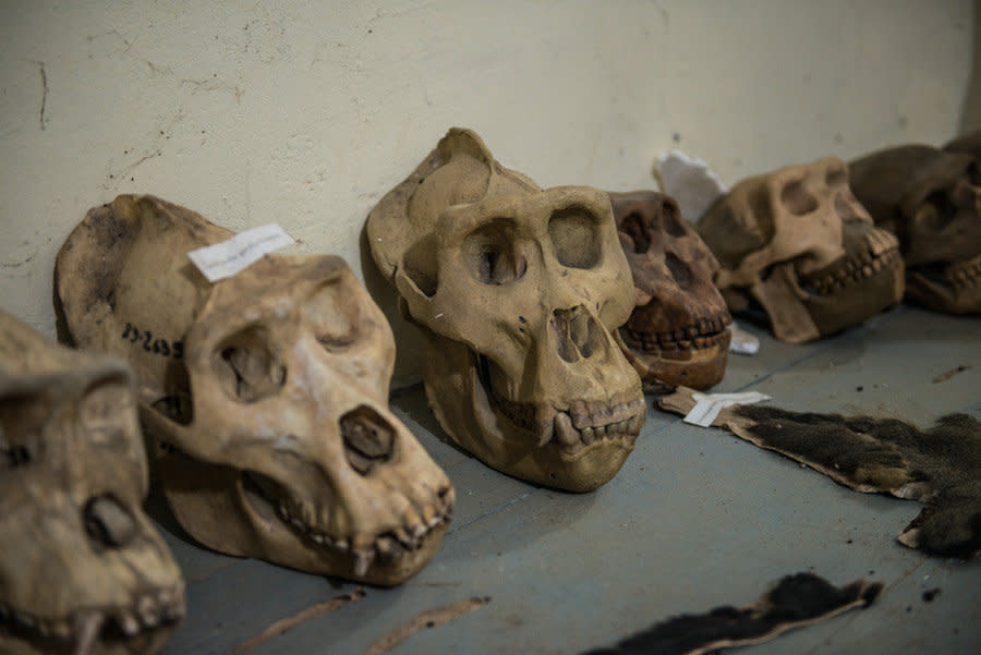 Skulls collected from expeditions conducted by the Congo Biodiversity Initiative are seen on display in the organization's museum. (Photo: Neil Brandvold/DNDi)