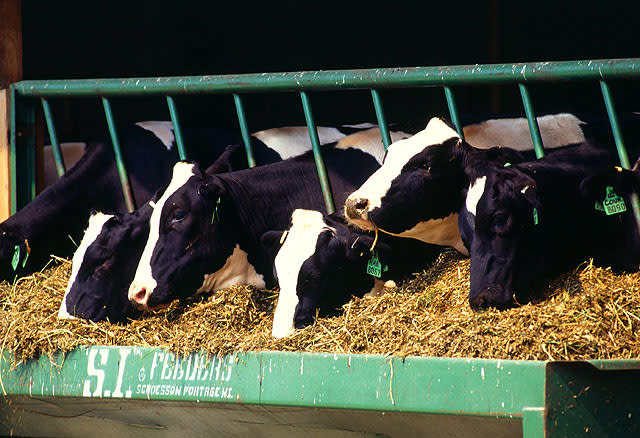 USDA will require certain dairy cattle to be tested for avian influenza before they can be transported to a different state