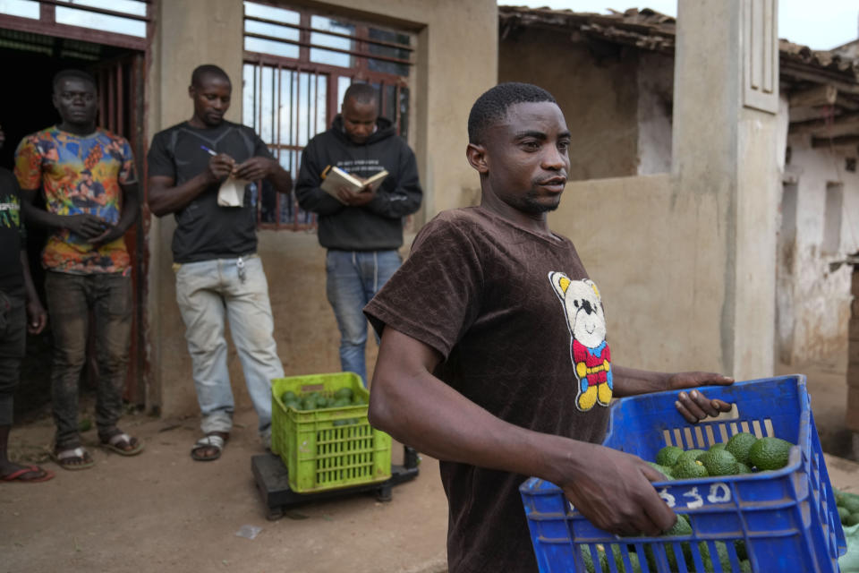 A farmer carries a crate of avocados at a plantation in Kayanza province, Burundi, Sept. 18, 2024. (AP Photo/Brian Inganga)