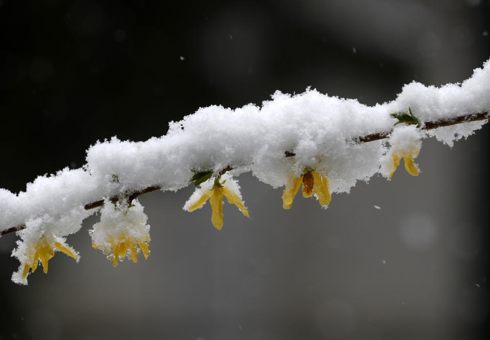 (AP Photo/Darko Vojinovic)