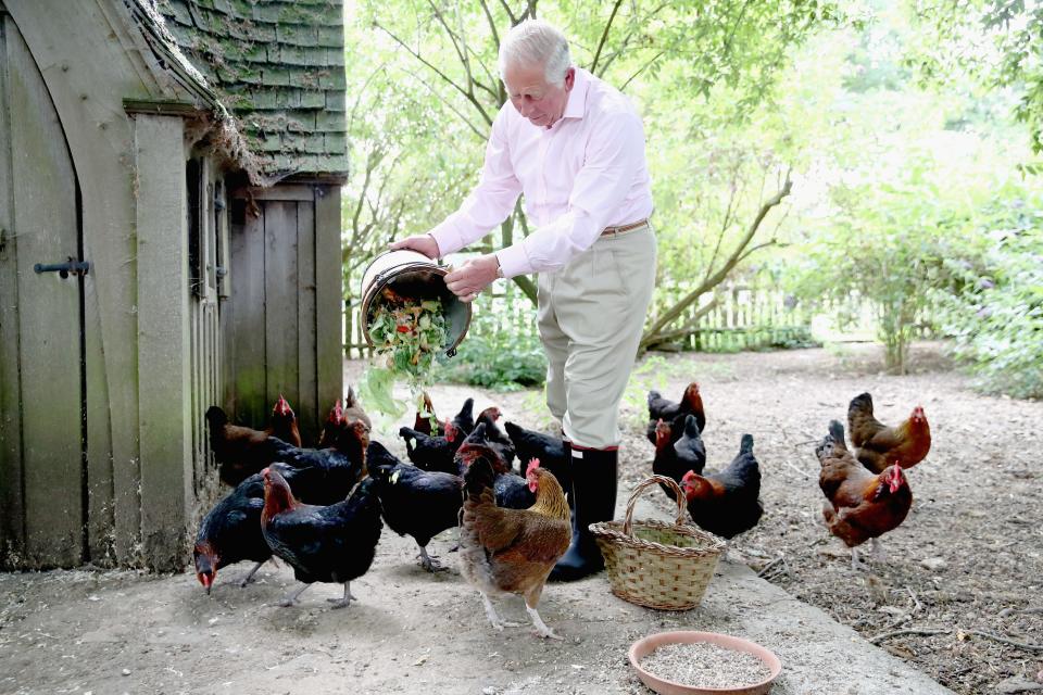 King Charles feeds chickens at Highgrove House in 2018.