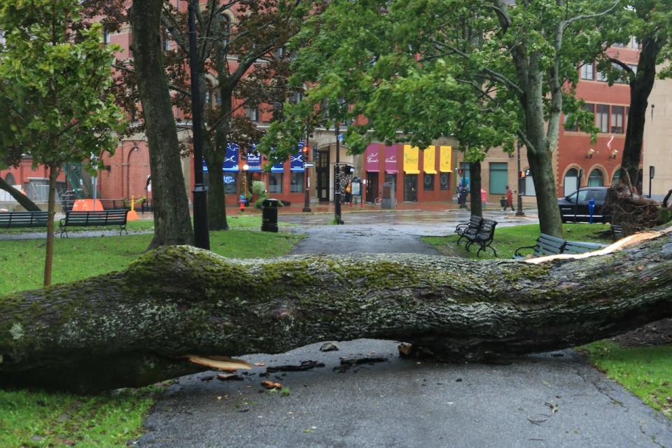 At least two large trees in King's Square in uptown Saint John fell victim to post-tropical storm Lee on Saturday morning. This one blocks a walkway leading to the entrance of the City Market.