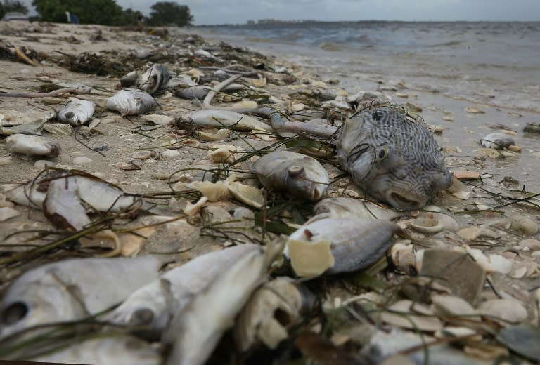 Experts say marine life is suffering from the impact of industrial fishing, climate change and other industries