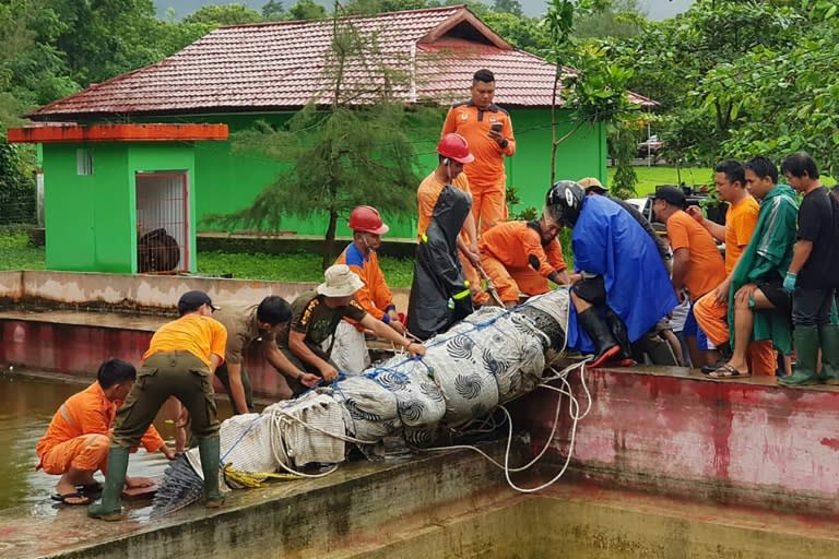 The giant reptile was sedated and removed from its enclosure in a three-hour operation that involved dozens of people, including conservation officials, the army and police