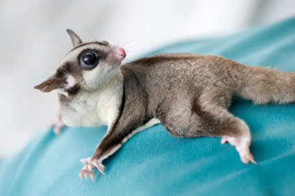 Is there a vet in your area that is knowledgeable about sugar gliders?