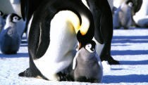 <a href="http://movies.yahoo.com/movie/march-of-the-penguins/" data-ylk="slk:MARCH OF THE PENGUINS;elm:context_link;itc:0;sec:content-canvas" class="link ">MARCH OF THE PENGUINS</a> (2005) <br>Directed by: Luc Jacquet<br><br>An epic, hugely popular, Oscar-winning look at the trials and tribulations of a group of emperor penguins in Antarctica.