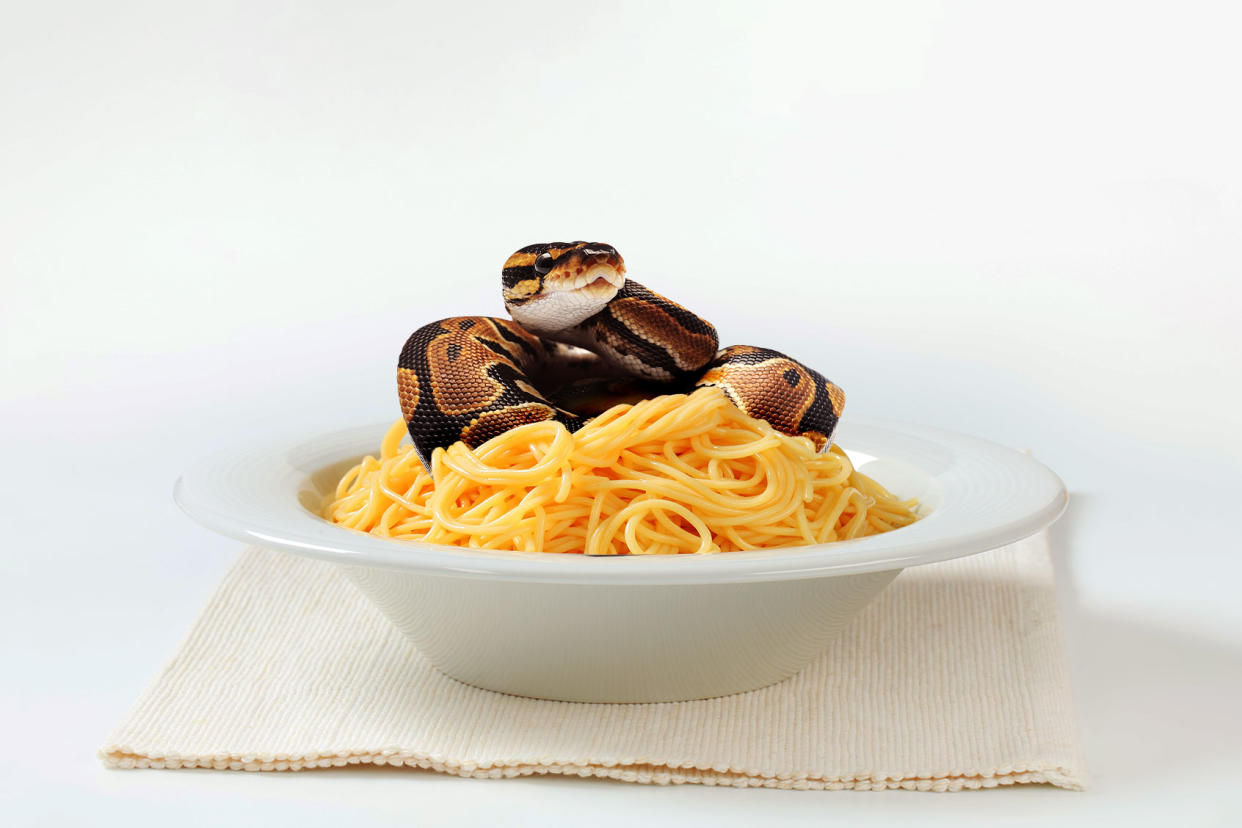 Ball Python in a bowl of pasta Photo illustration by Salon/Getty Images