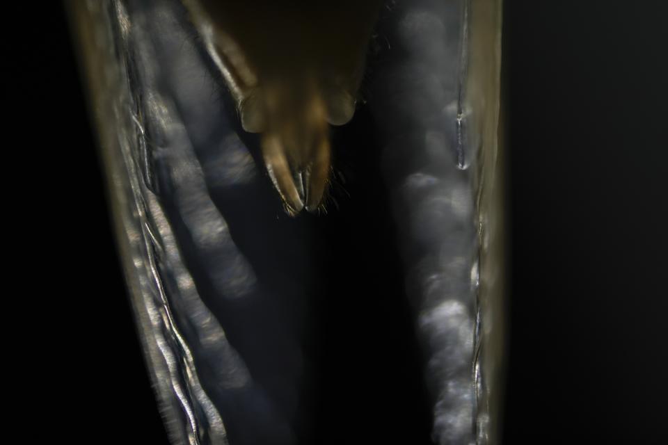 A detail of an adult periodical cicada's wings and anus, shortly after it shed its nymphal shell, is seen late Friday, May 17, 2024, in Charleston, Ill. (AP Photo/Carolyn Kaster)