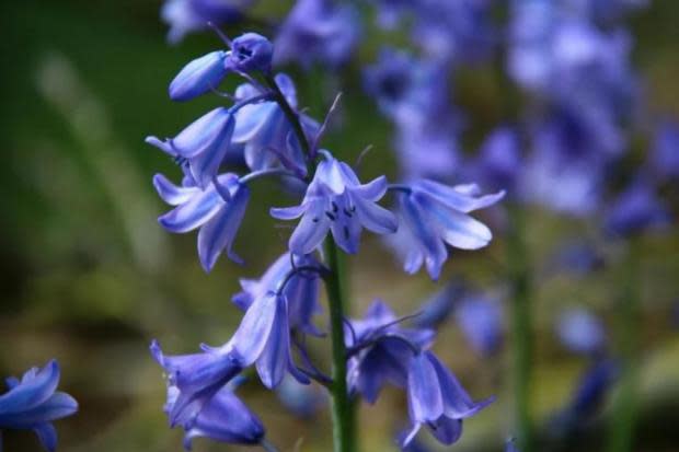 5 of the BEST spots to see blue-violet beauty of bluebells