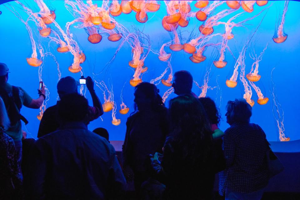 Monterey Bay Aquarium