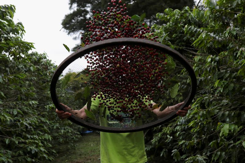 Sao Paulo's Biological Institute hosts one of the largest urban coffee plantations in the world