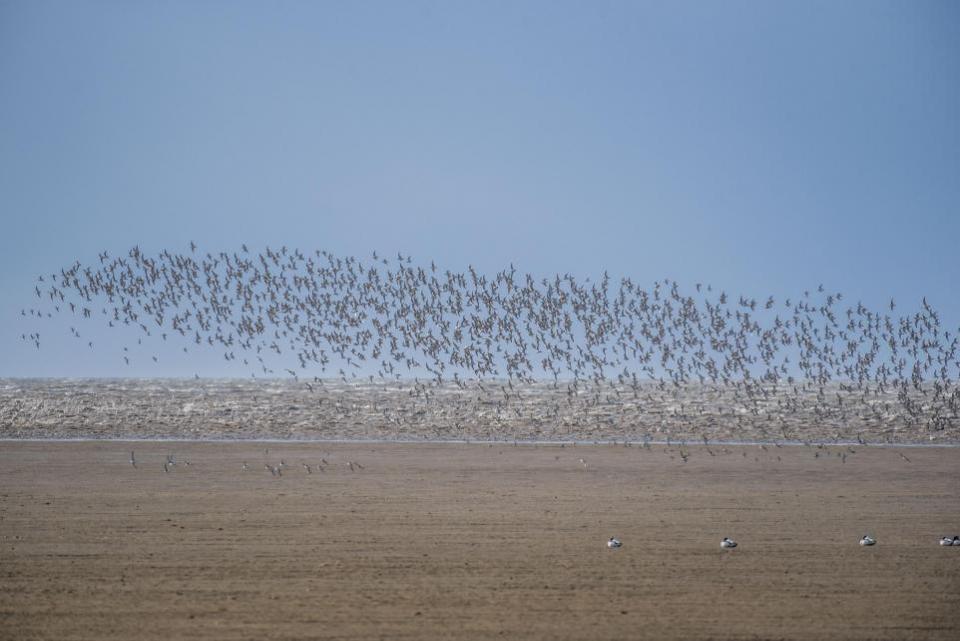 Eastern Daily Press: Escenas del Snettisham Spectacular, un evento anual que ve volar a miles de aves zancudas