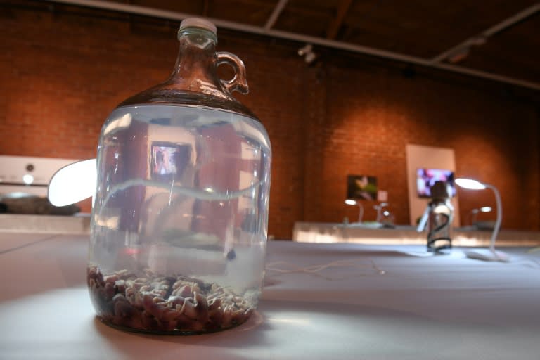 Mouse wine from China is presented in the Disgusting Food Museum in Los Angeles, California