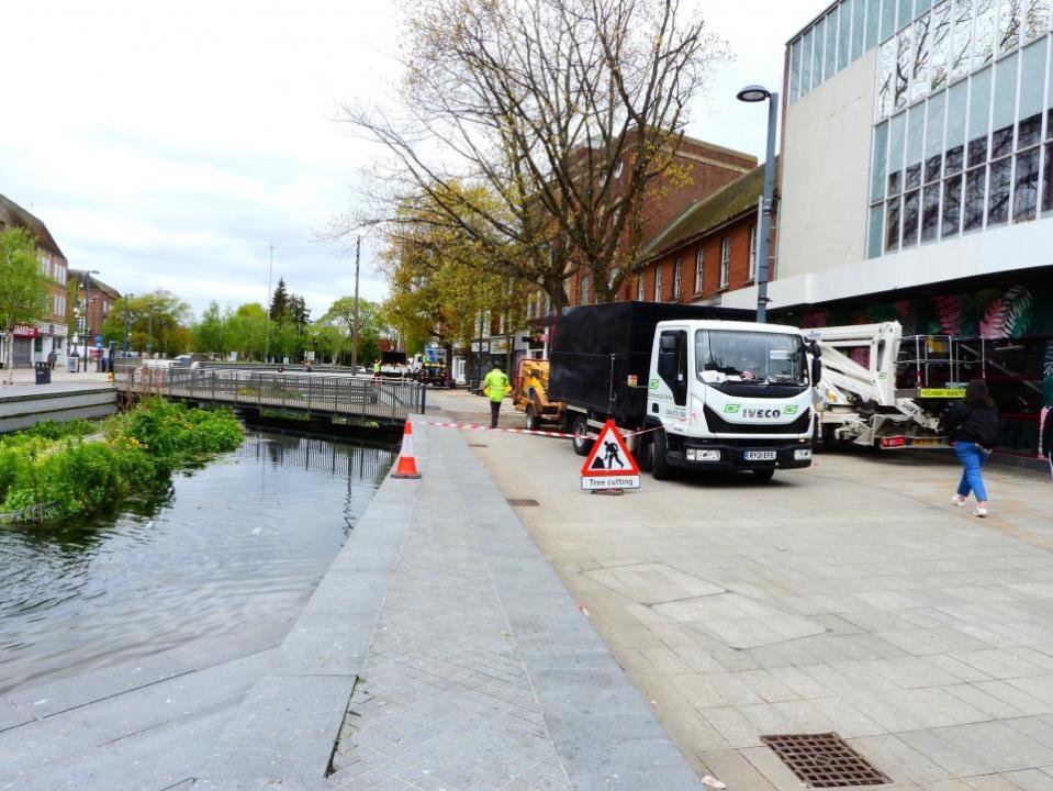 Watford Observer: The Parade tree being chopped on Sunday.