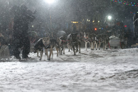 Pete Kaiser of of Bethel, Alaska approaches the finish line to win the Iditarod Trail Sled Dog Race in Nome, Alaska, U.S. March 13, 2019. REUTERS/Diana Haecker/Nome Nugget