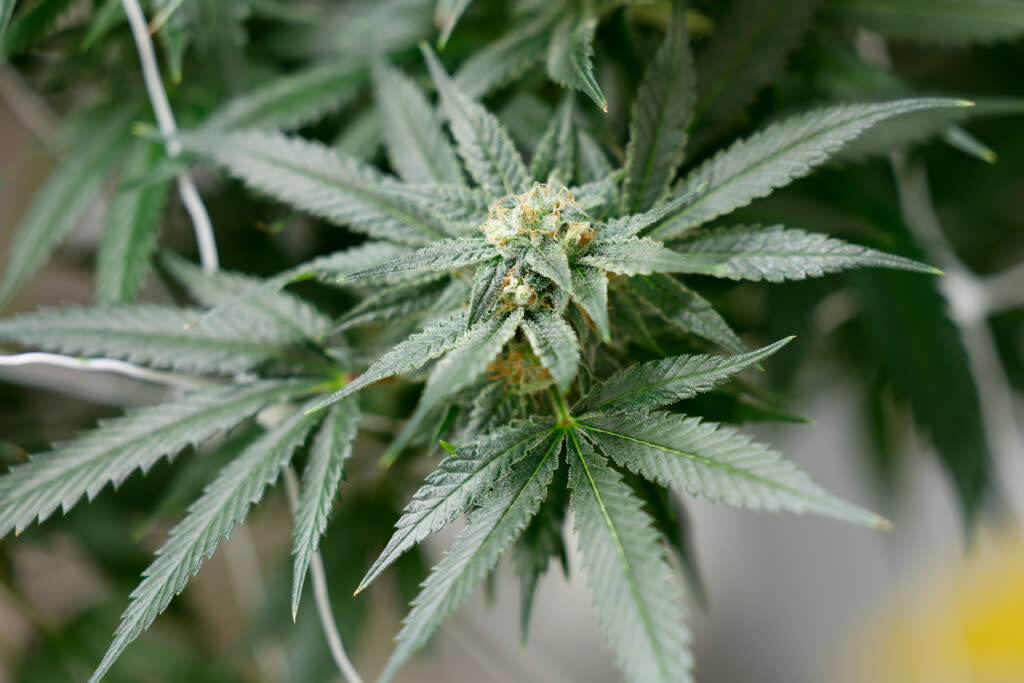 BUCKEYE LAKE, Ohio — AUGUST 17: A marijuana plant in a flowering room, August 17, 2023, at PharmaCann, Inc.’s cultivation and processing facility in Buckeye Lake, Ohio. (Photo by Graham Stokes for Ohio Capital Journal)