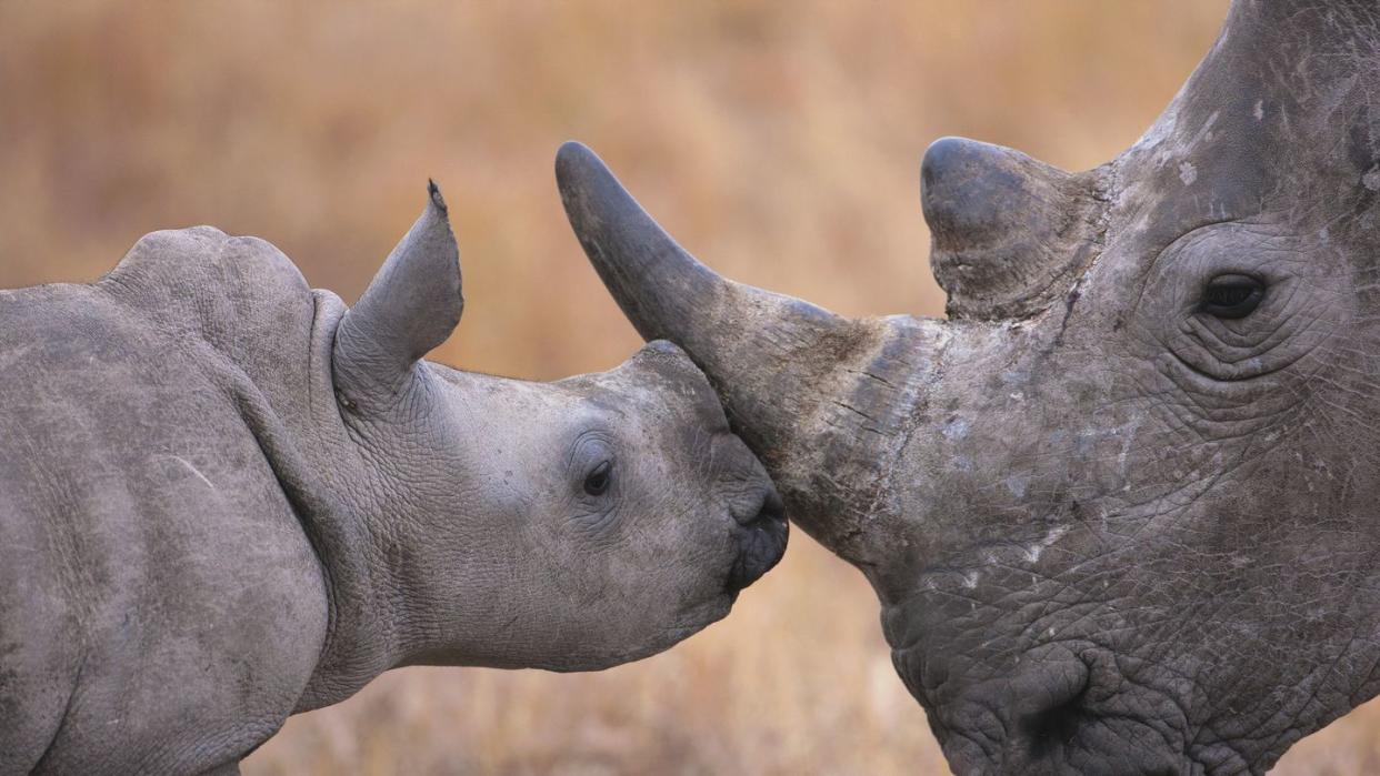 baby white rhinoceros and mother ceratotherium simum south africa