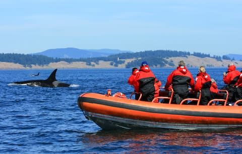Orcas off side zodiac boat - Credit: Getty