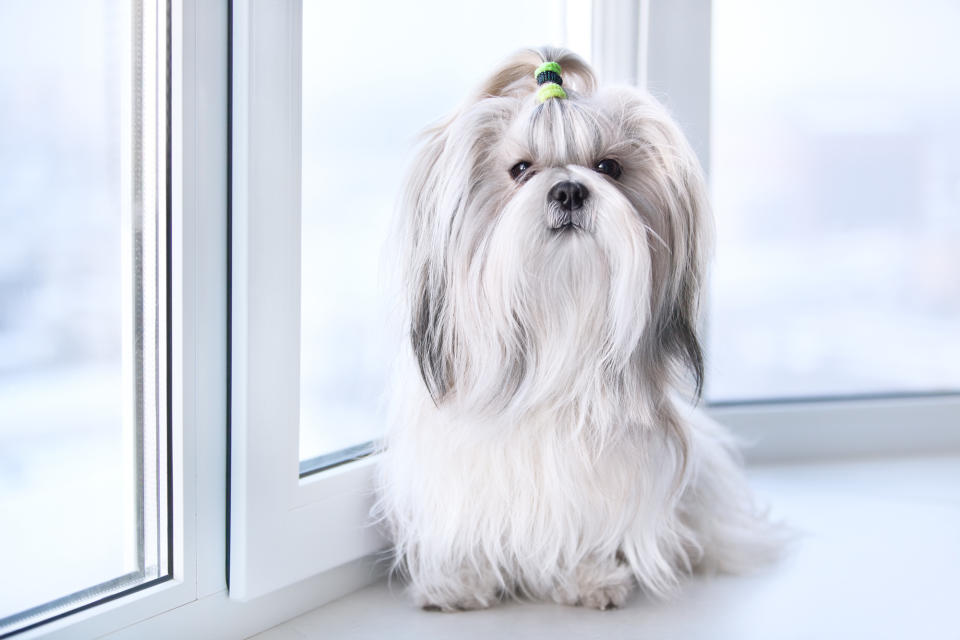 Shih Tzu