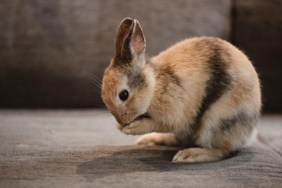 orange, brown and white banded netherland dwarf rabbit cleaning his nose on a sofa