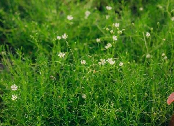 Scotch Moss plants