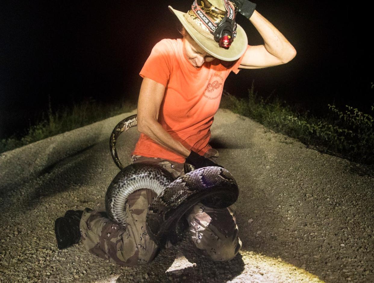 Donna Kalil captures a wild Burmese python in the Everglades west of Miami on Monday, Oct. 28, 2019. She hunts several days a week and has captured hundreds of the invasive species. Pythons have invaded the Everglades and wreaked havoc on the ecosystem. 