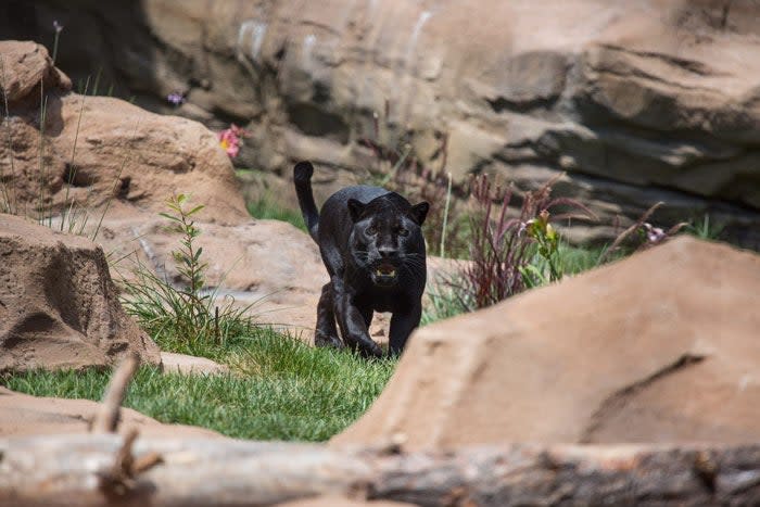 Panther enclosure at Bearizona in Williams, Arizona